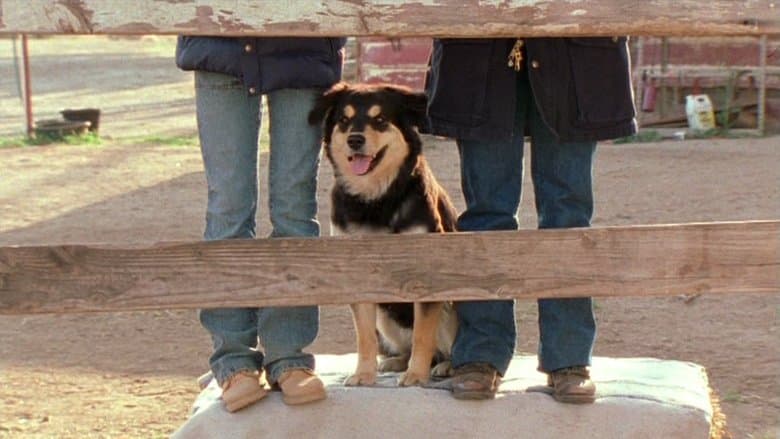 Hollywood, It's a Dog's Life Image