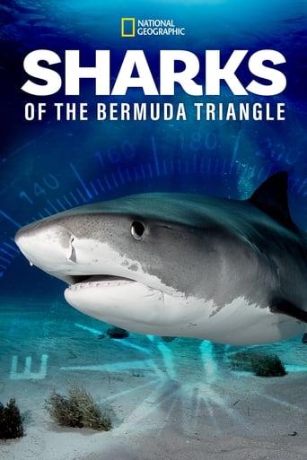 Sharks of the Bermuda Triangle Image
