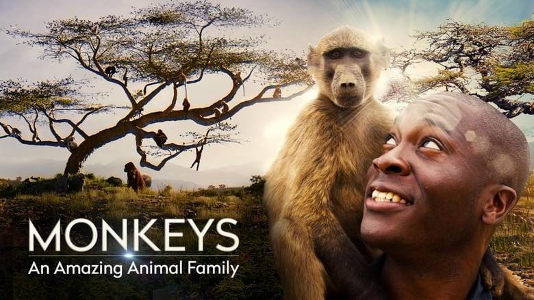 Monkeys: An Amazing Animal Family image