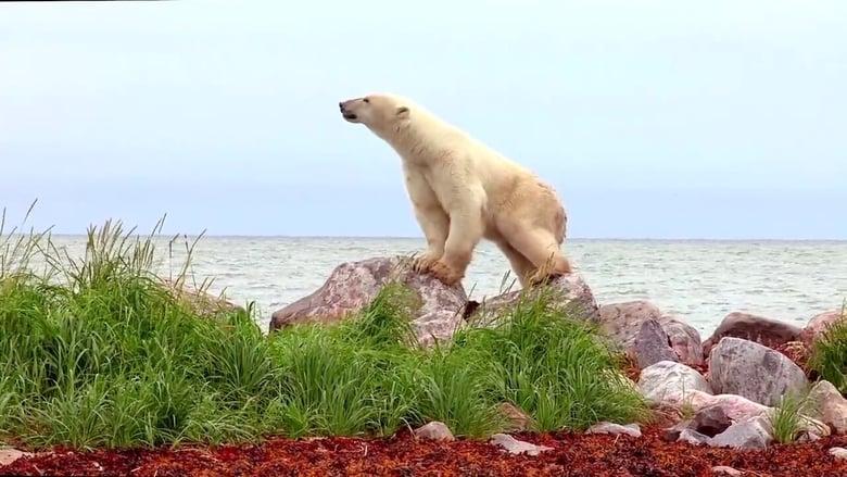 Polar Bears: A Summer Odyssey image