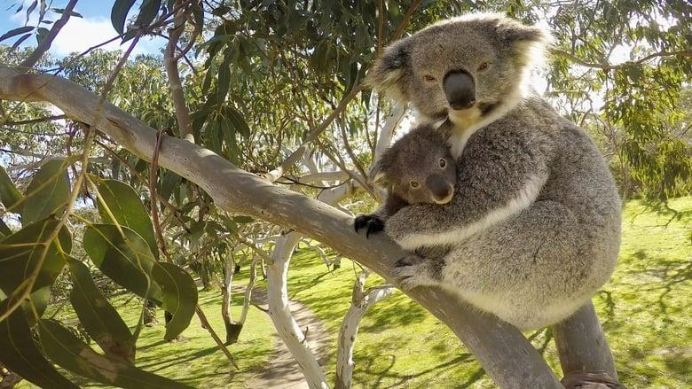 Secret Life of the Koala image