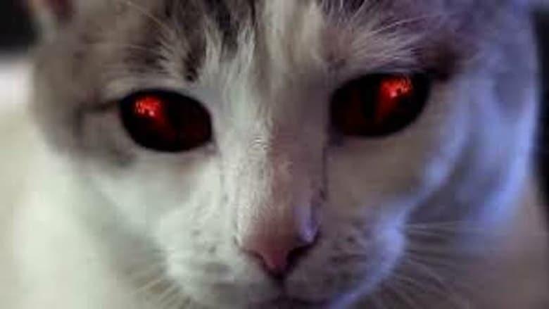 Hell's Kitty image