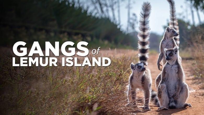 Gangs of Lemur Island image