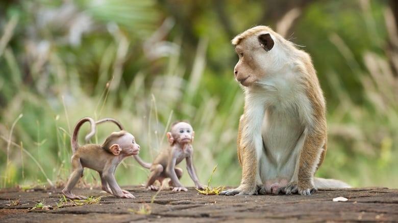 Monkey Kingdom image